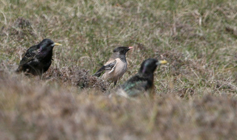 Rose-coloured Starling