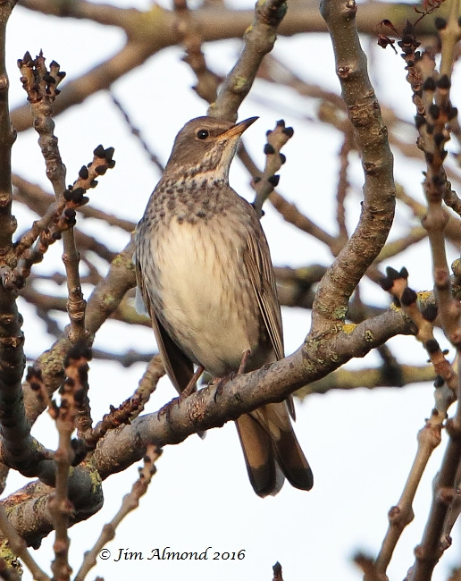 Black-throated Thrush