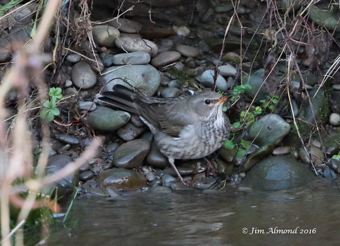 Black-throated Thrush