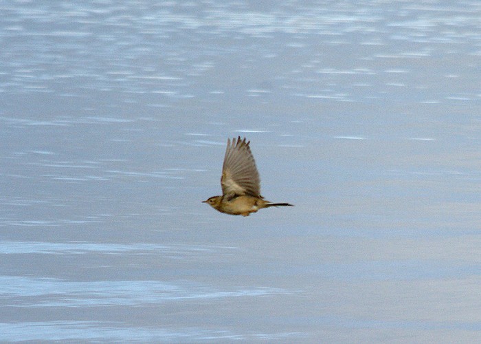 Blyth's Pipit