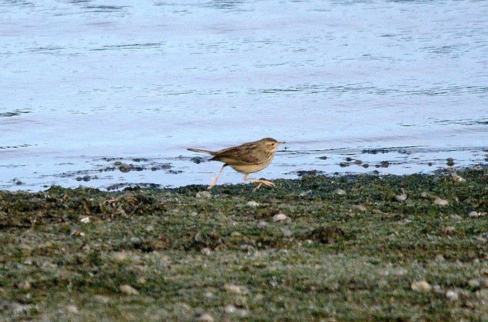 Blyth's Pipit
