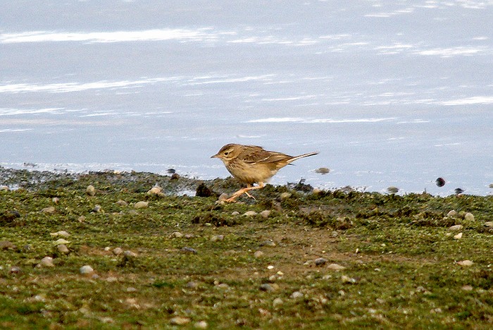 Blyth's Pipit