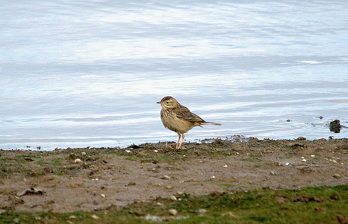 Blyth's Pipit