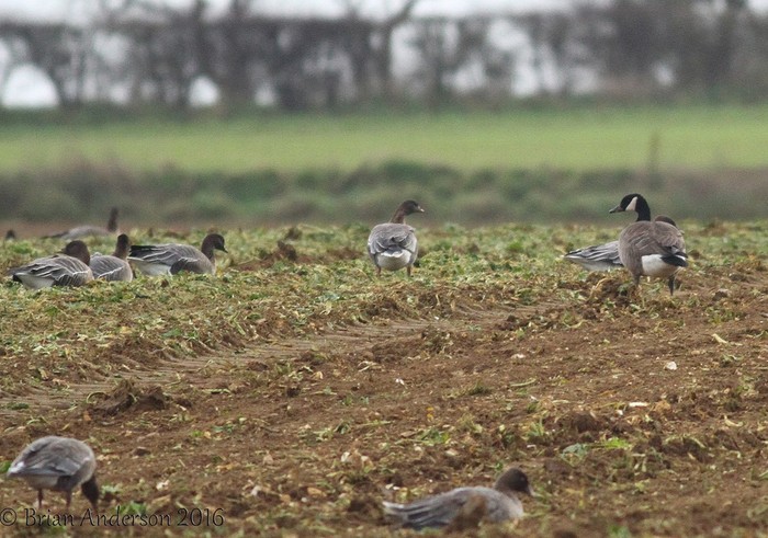Todd's Canada Goose