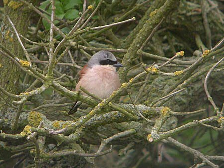 Red-backed Shrike