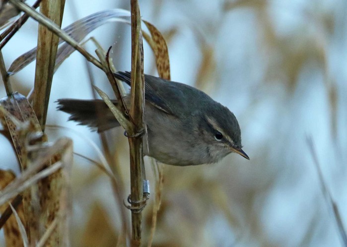 Dusky Warbler