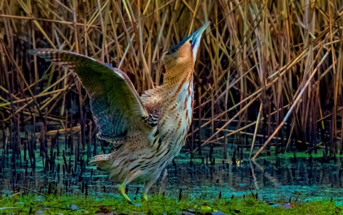 Bittern