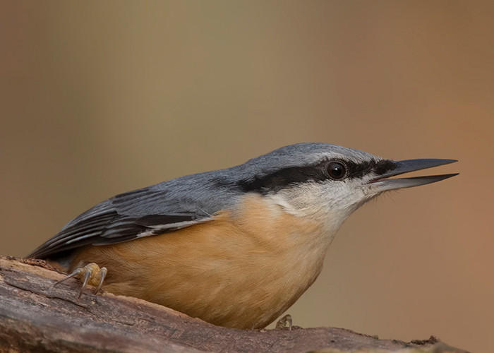 Nuthatch