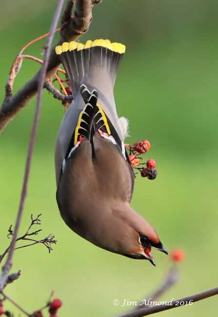 Waxwing