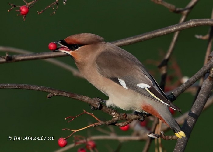 Waxwing