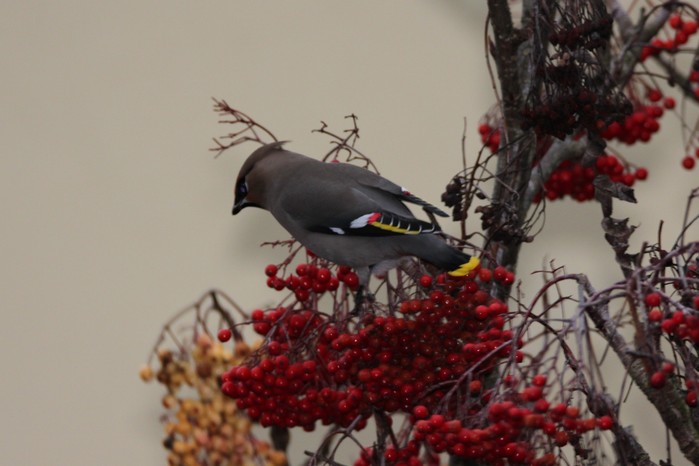 Waxwing