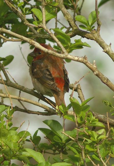 Common Rosefinch