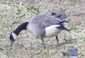 Todd's Canada Goose