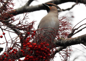 Waxwing