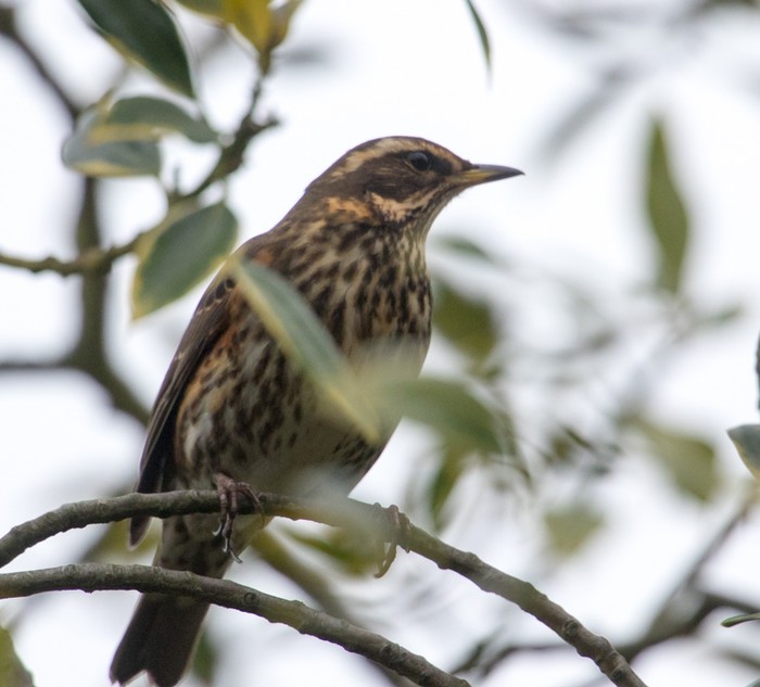 Redwing