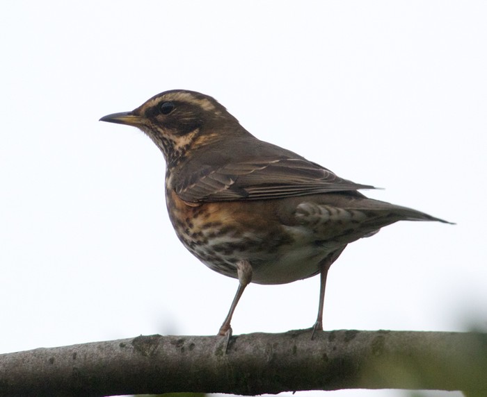 Redwing