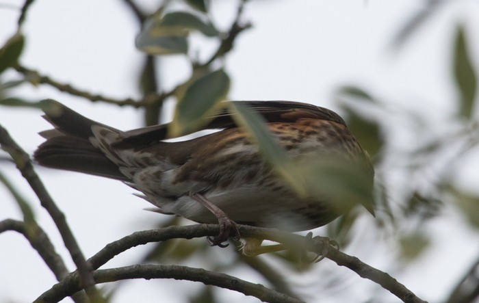 Redwing