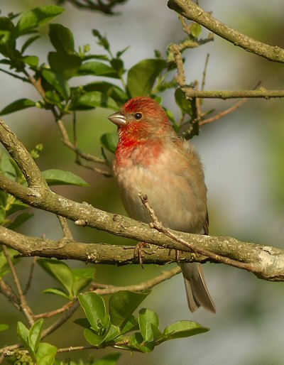 Common Rosefinch