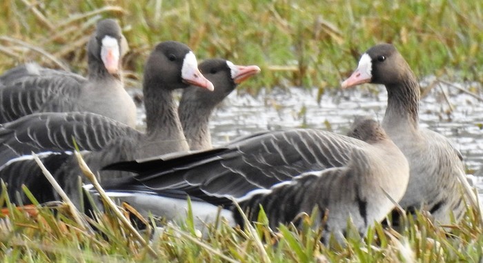 Eurasian White-fronted Goose