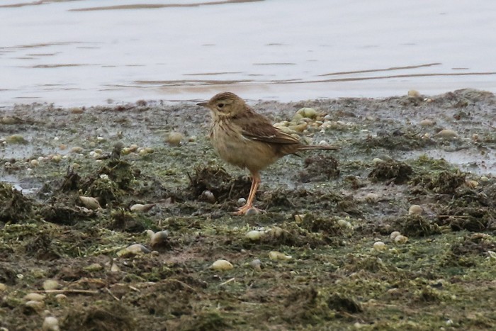 Blyth's Pipit