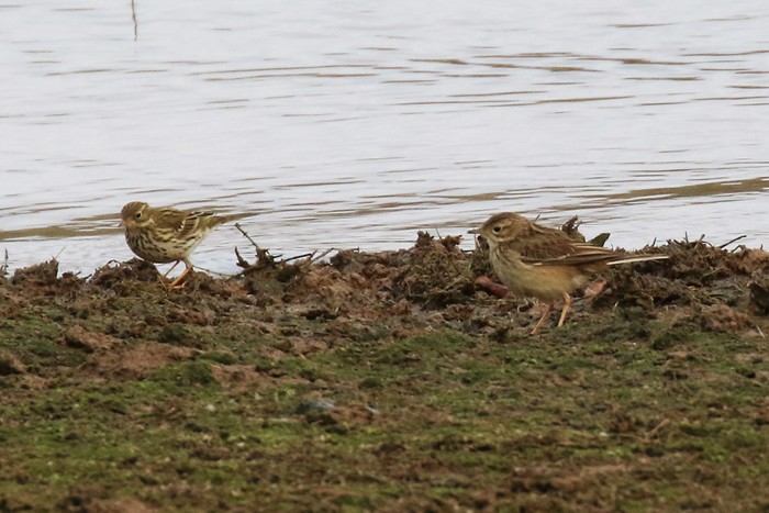 Blyth's Pipit