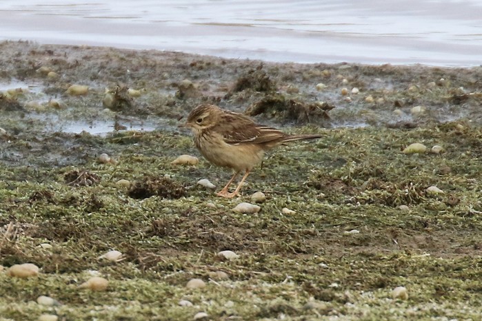 Blyth's Pipit