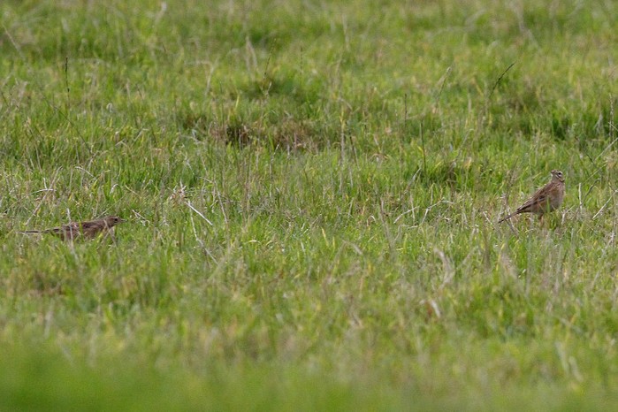 Richard's Pipit