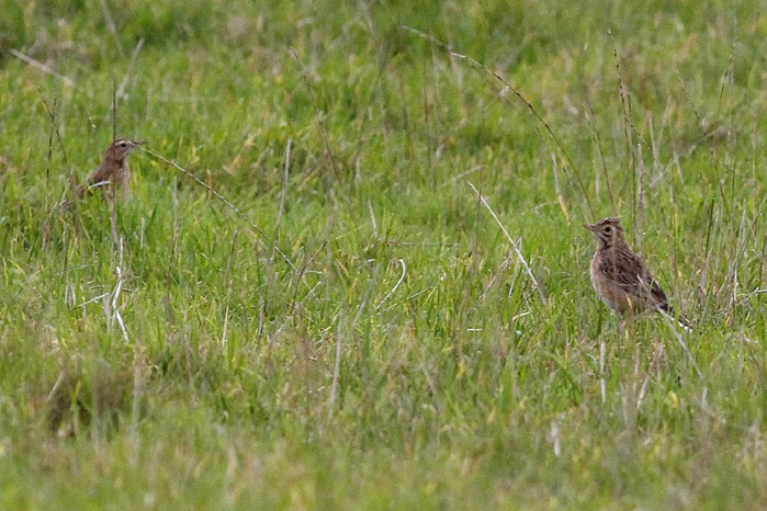 Richard's Pipit