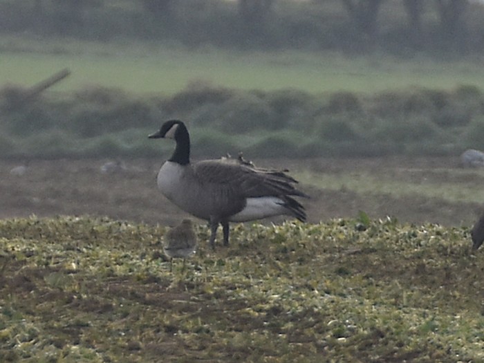 Todd's Canada Goose