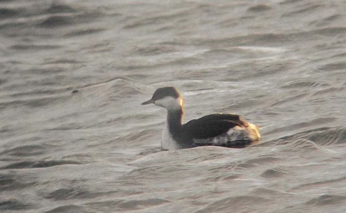 Slavonian Grebe
