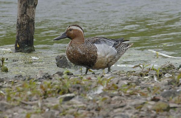 Garganey