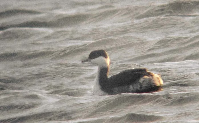 Slavonian Grebe
