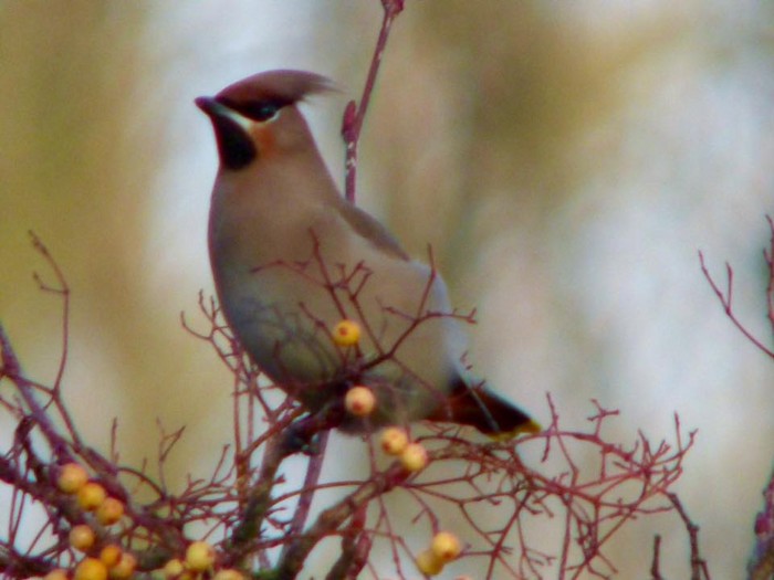 Waxwing