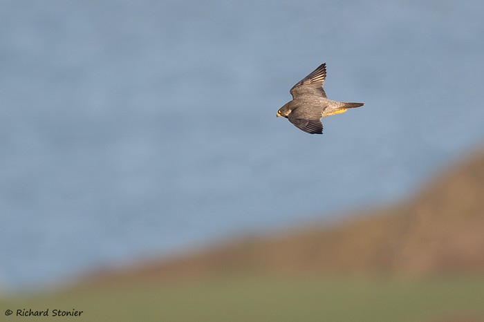 Peregrine
