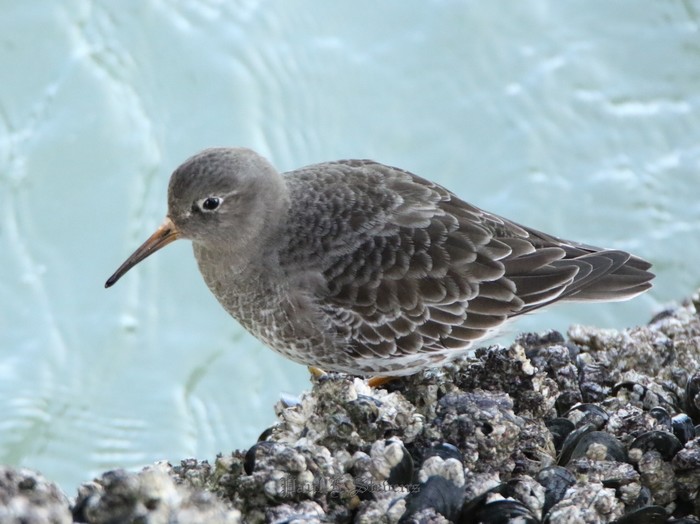 Purple Sandpiper