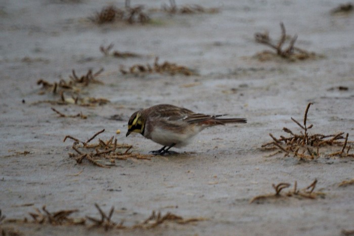 Shorelark