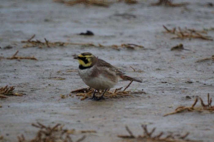 Shorelark