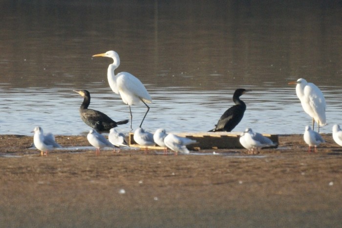 Great White Egret