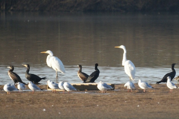 Great White Egret