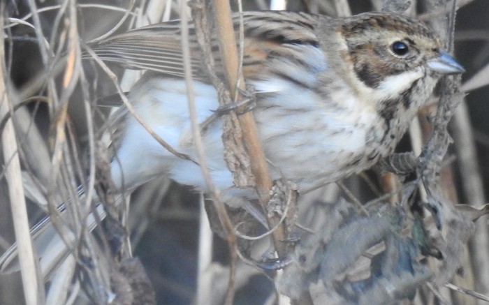 reed bunting 