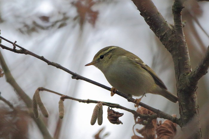 Yellow-browed Warbler