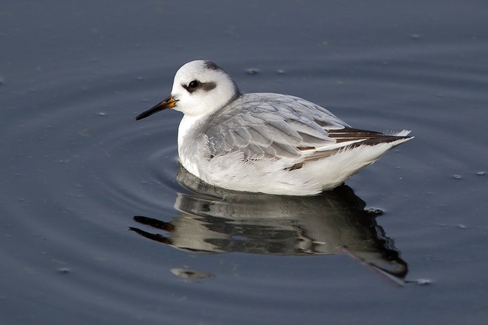 Grey Phalarope
