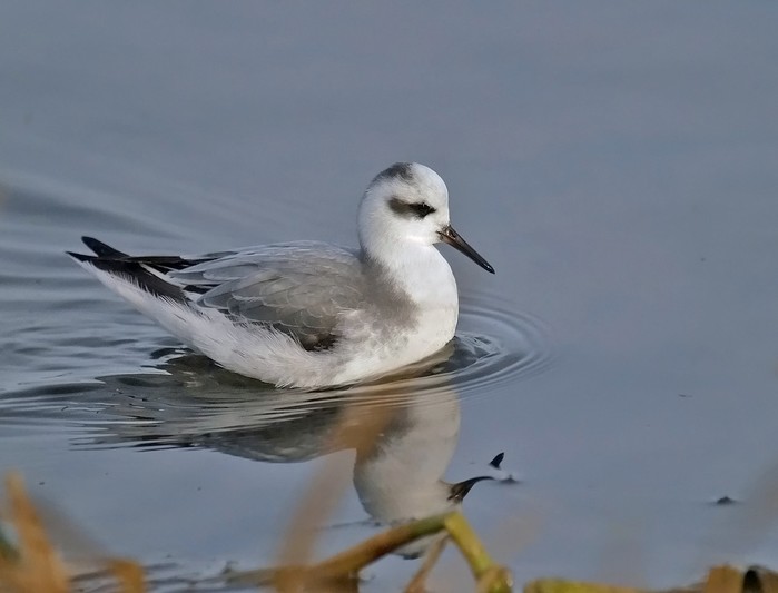 Grey Phalarope