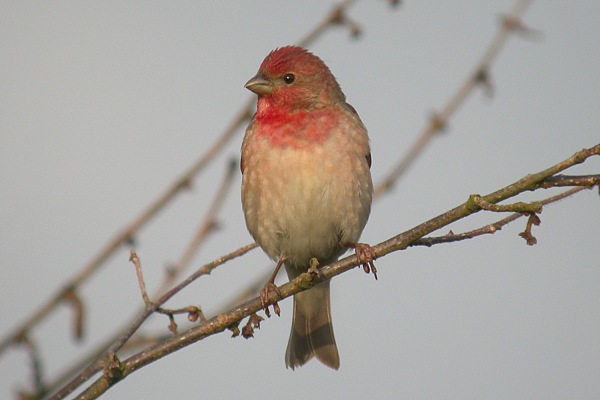 Common Rosefinch