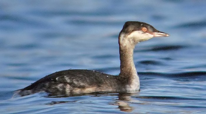 Slavonian Grebe