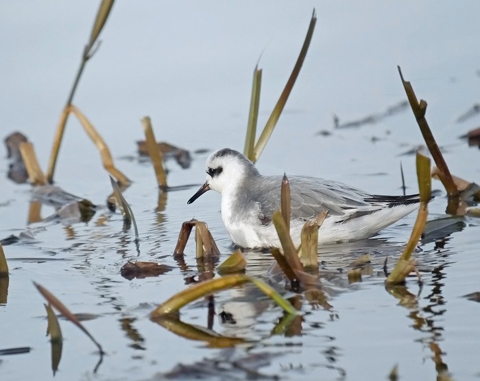 Grey Phalarope