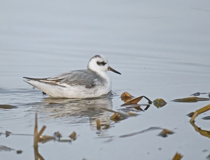 Grey Phalarope