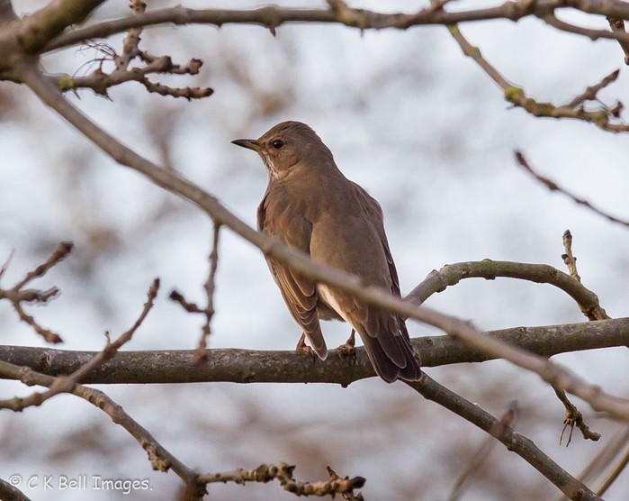 Black-throated Thrush