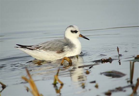 Grey Phalarope