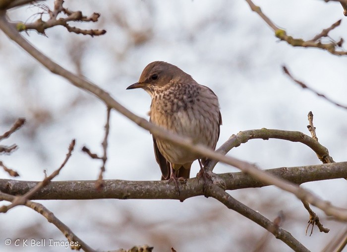 Black-throated Thrush